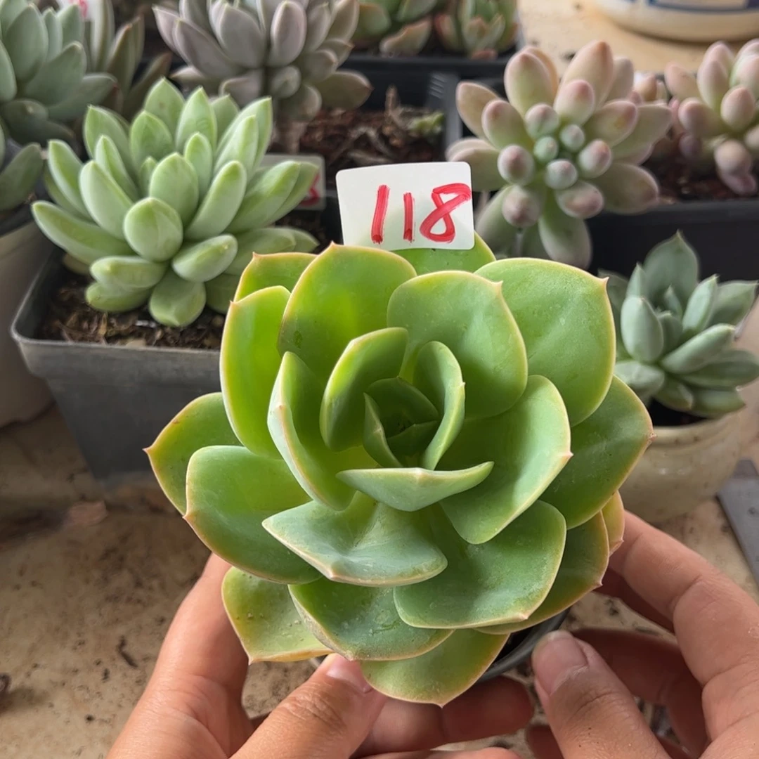 【闪购商品】118。 11111111111