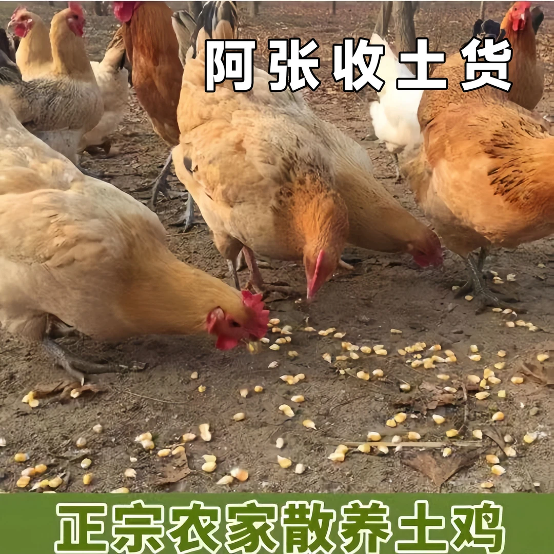 阿张收土货亲自下乡收正宗农家土母鸡