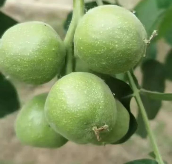 定制文玩核桃商品