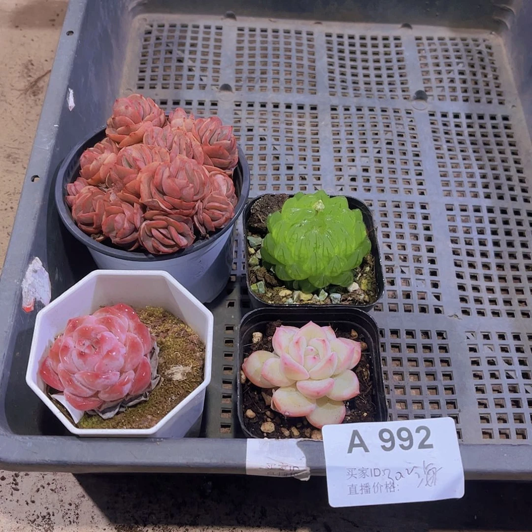 多肉992多肉植物