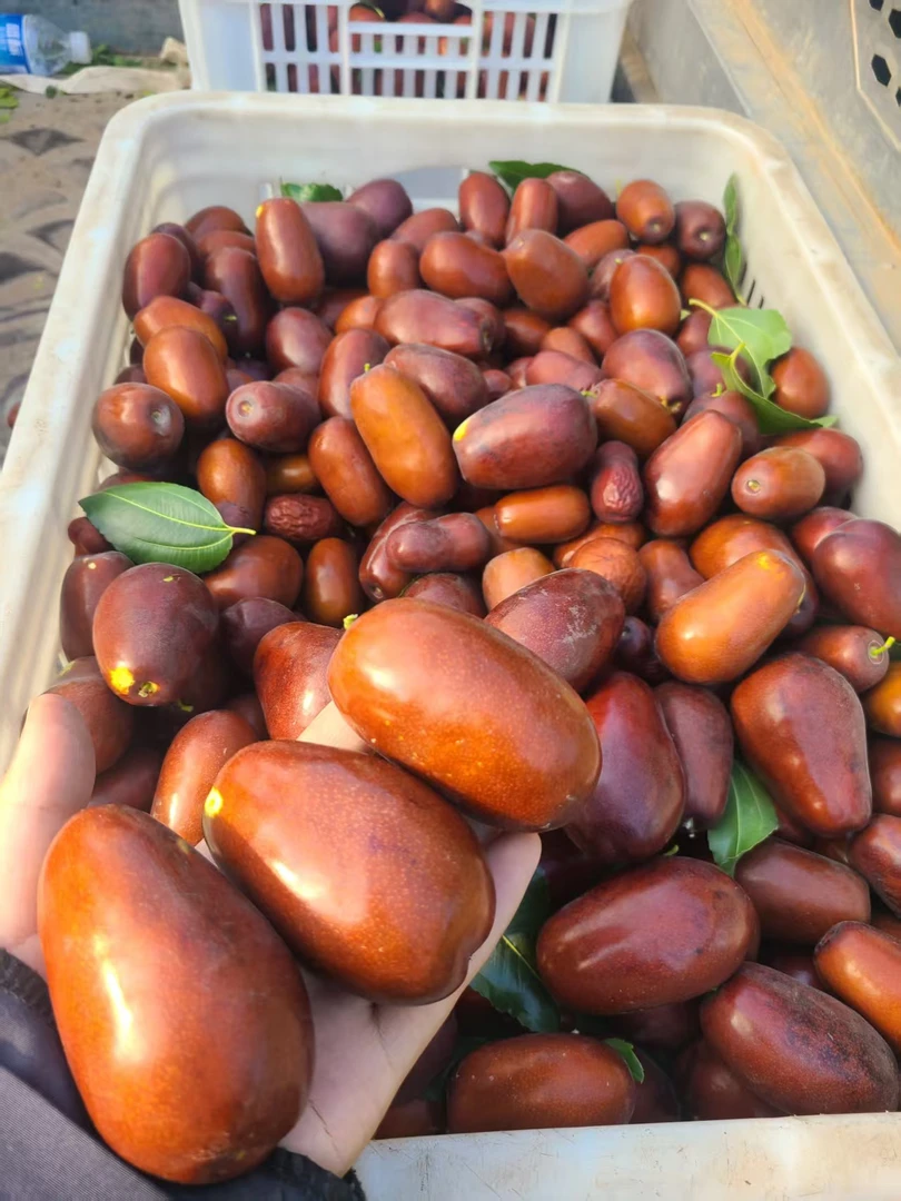 山西太谷壶瓶枣新鲜现摘现发脆甜可口当季水果薄皮红枣