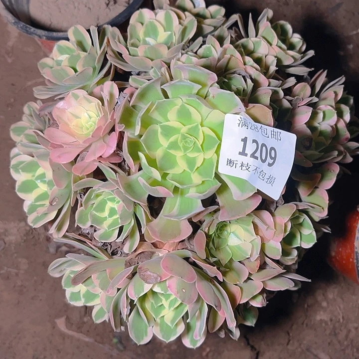 1209粉女郎多肉植物
