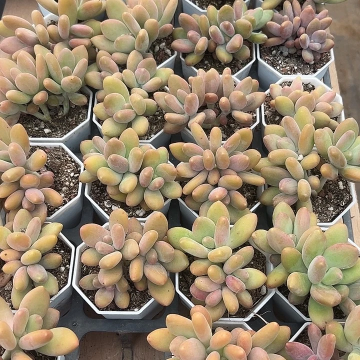 7厘米盆芒果奶群多肉