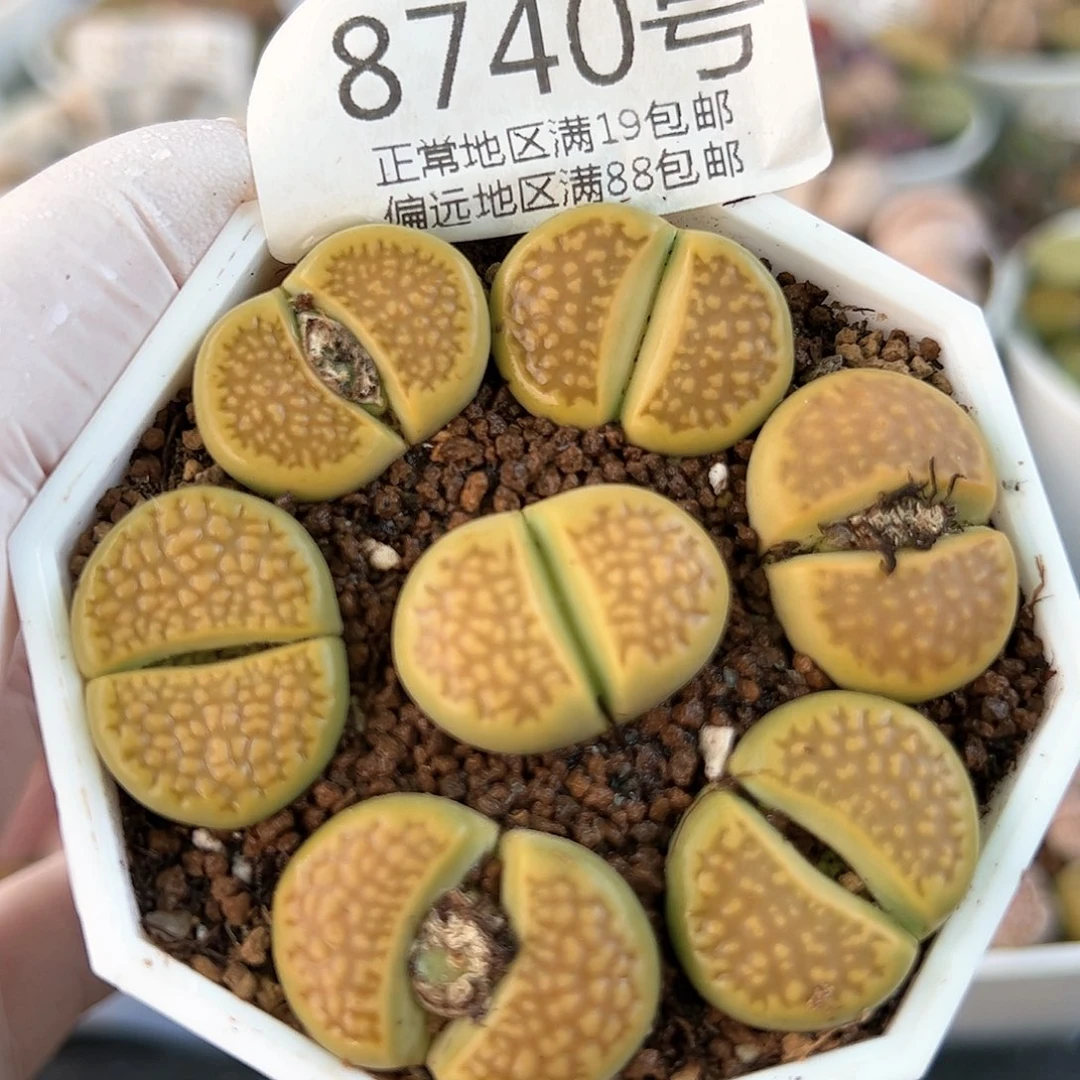 好养易活生石花大母本8740