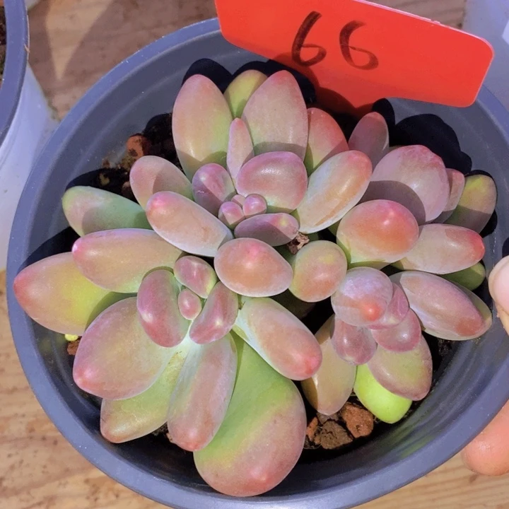 小****情这么久不回来也没什么