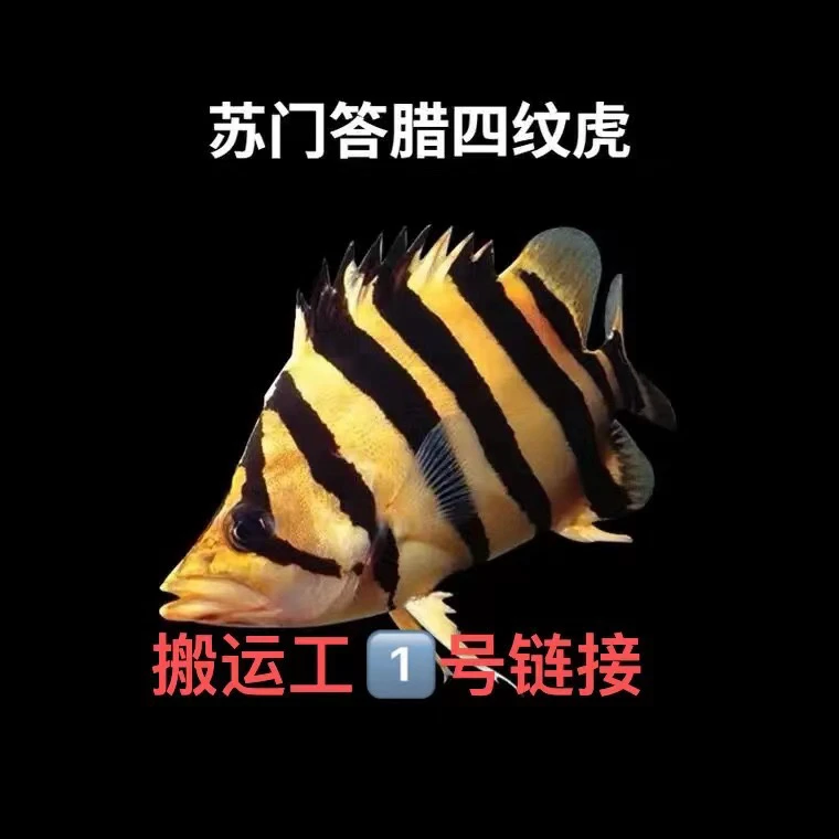 虎鱼，活体印尼虎，活体苏虎小型饲养混养热带鲜活苏门答腊虎鱼