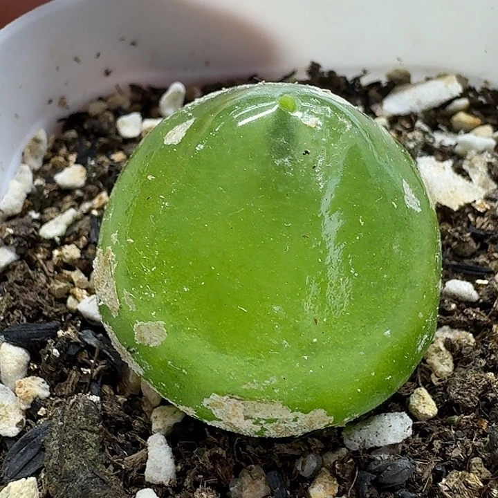 老马生石花3灯泡2908