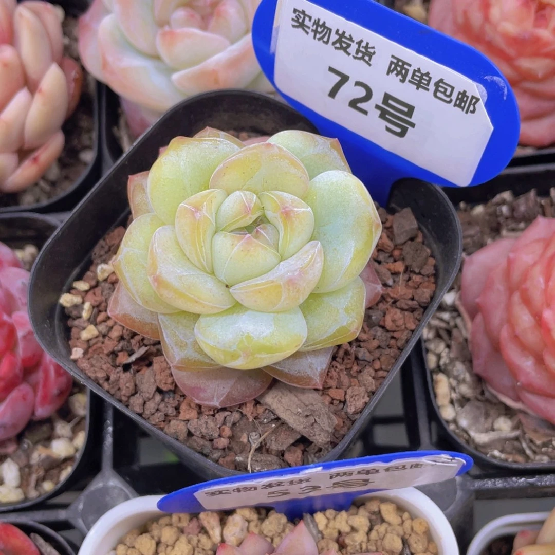 72号绿透珍妮大白兔