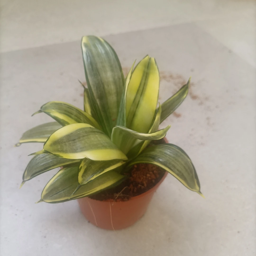 金边惠特尼虎皮兰室内花卉绿植盆栽新房吸甲醛防辐射