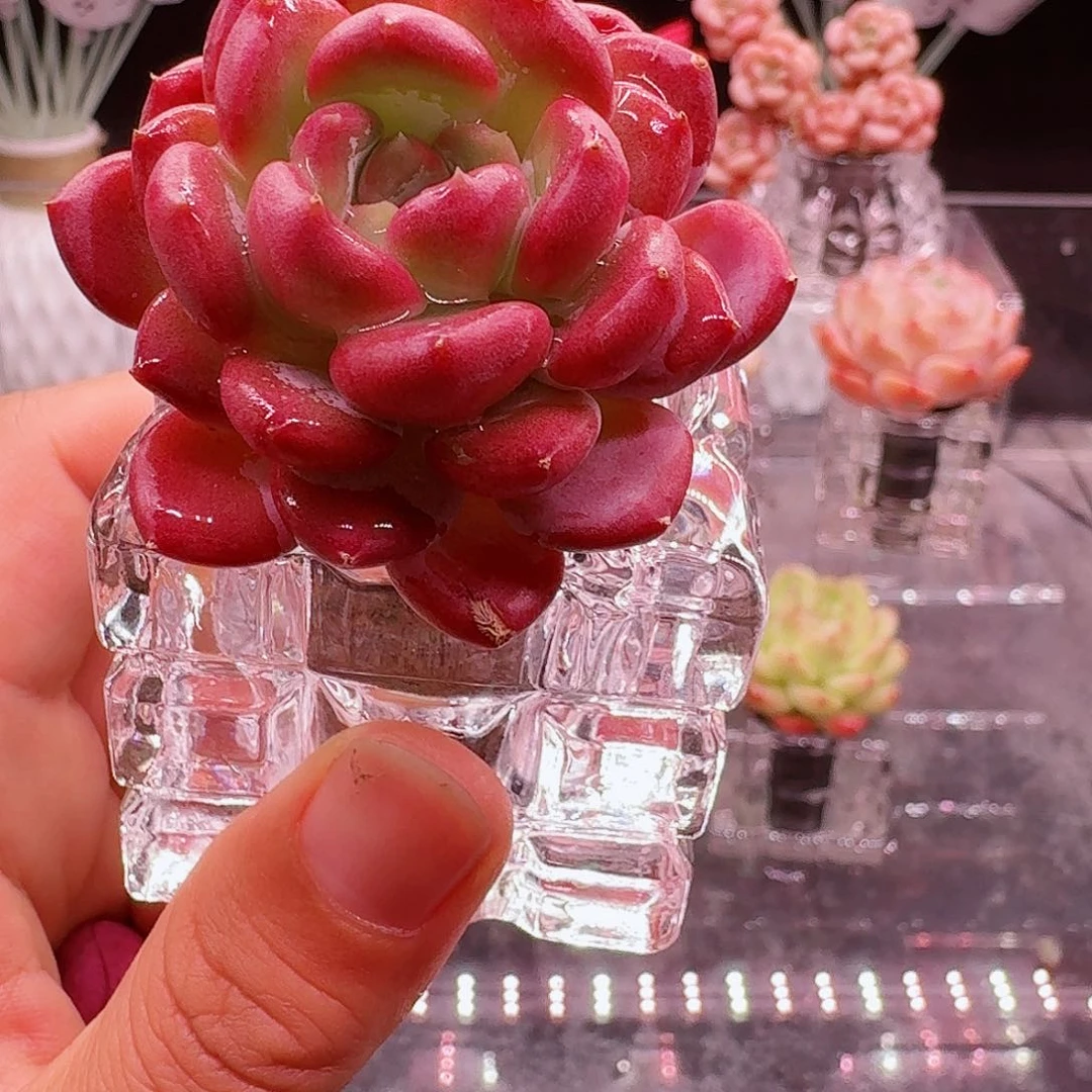 无土栽培紫水晶1颗带盆