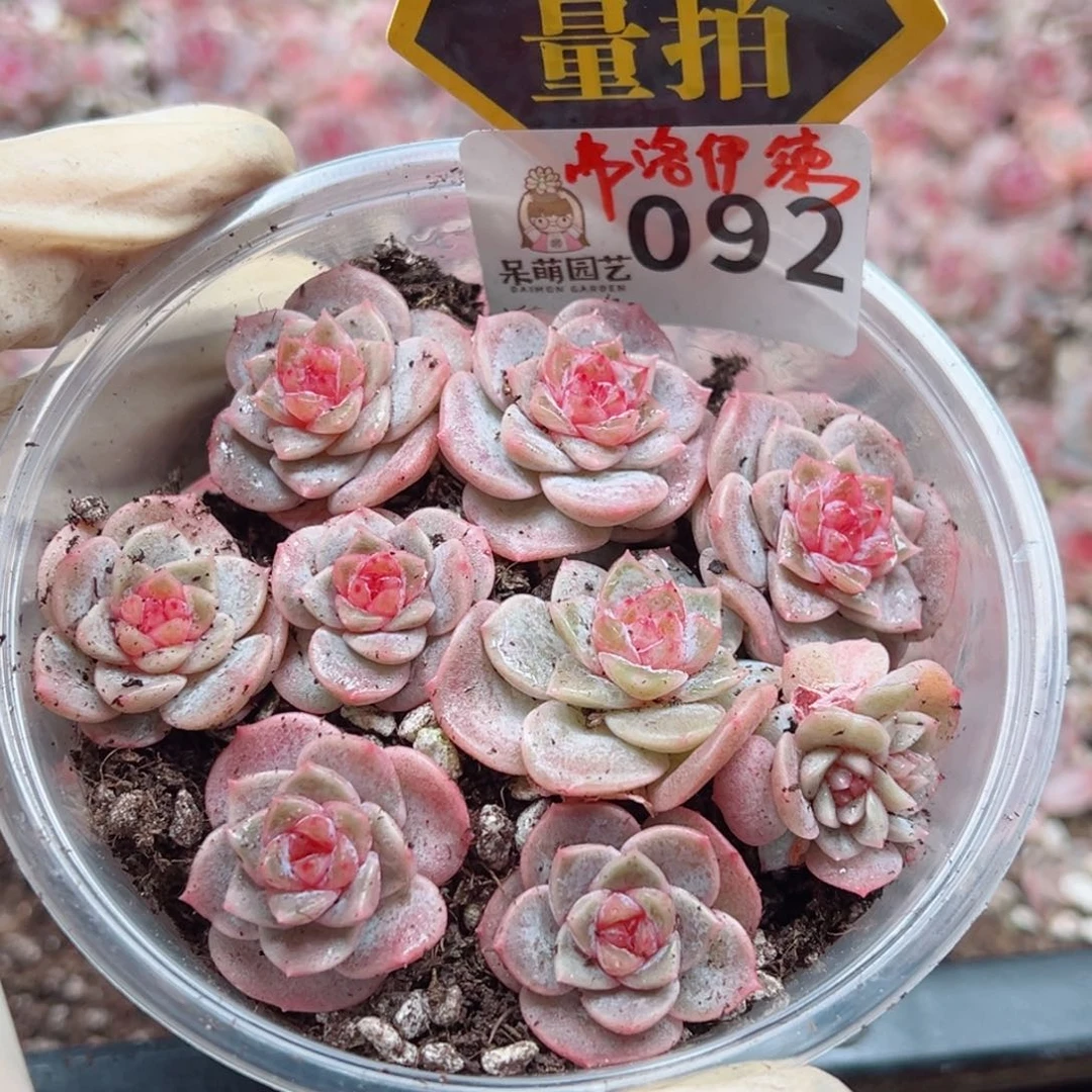 多肉植物多肉植物y