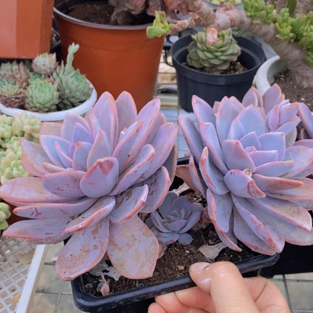 红茶大双头起发老桩