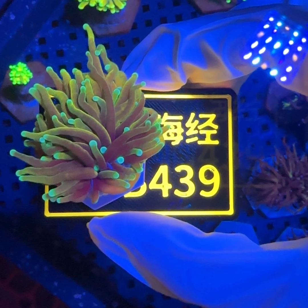 纽扣珊瑚弄****花又又不包邮龙魂金B439