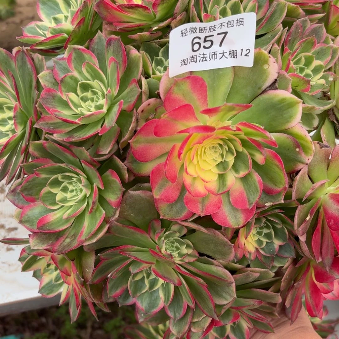 657海王多肉植物法师