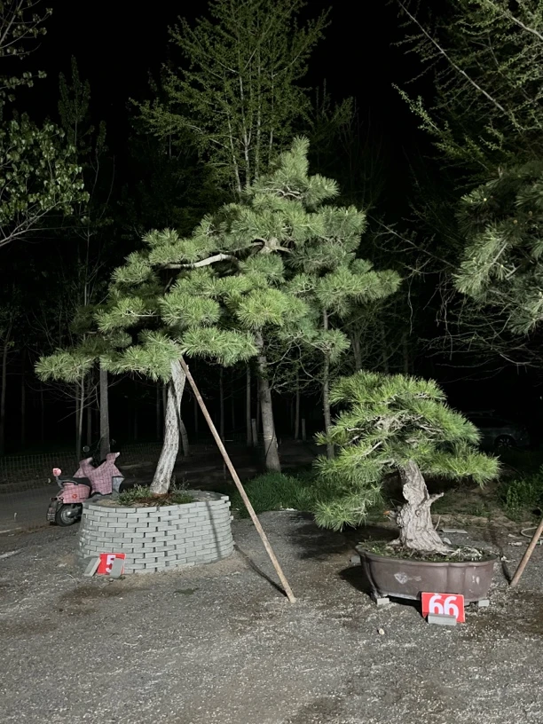 庭院景观松山采造型松树上车定金