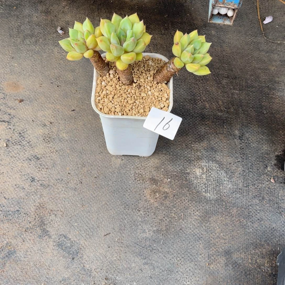其****。0016象牙多肉植物