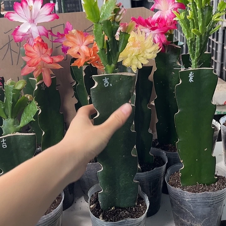梦***.当前无花朵，栽培后可花朵桑吉塔