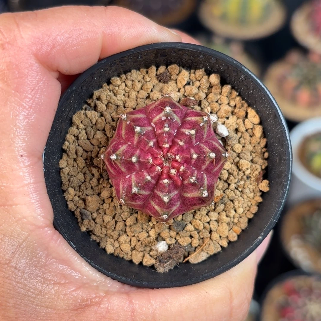 泰系米哈实生仙人球108