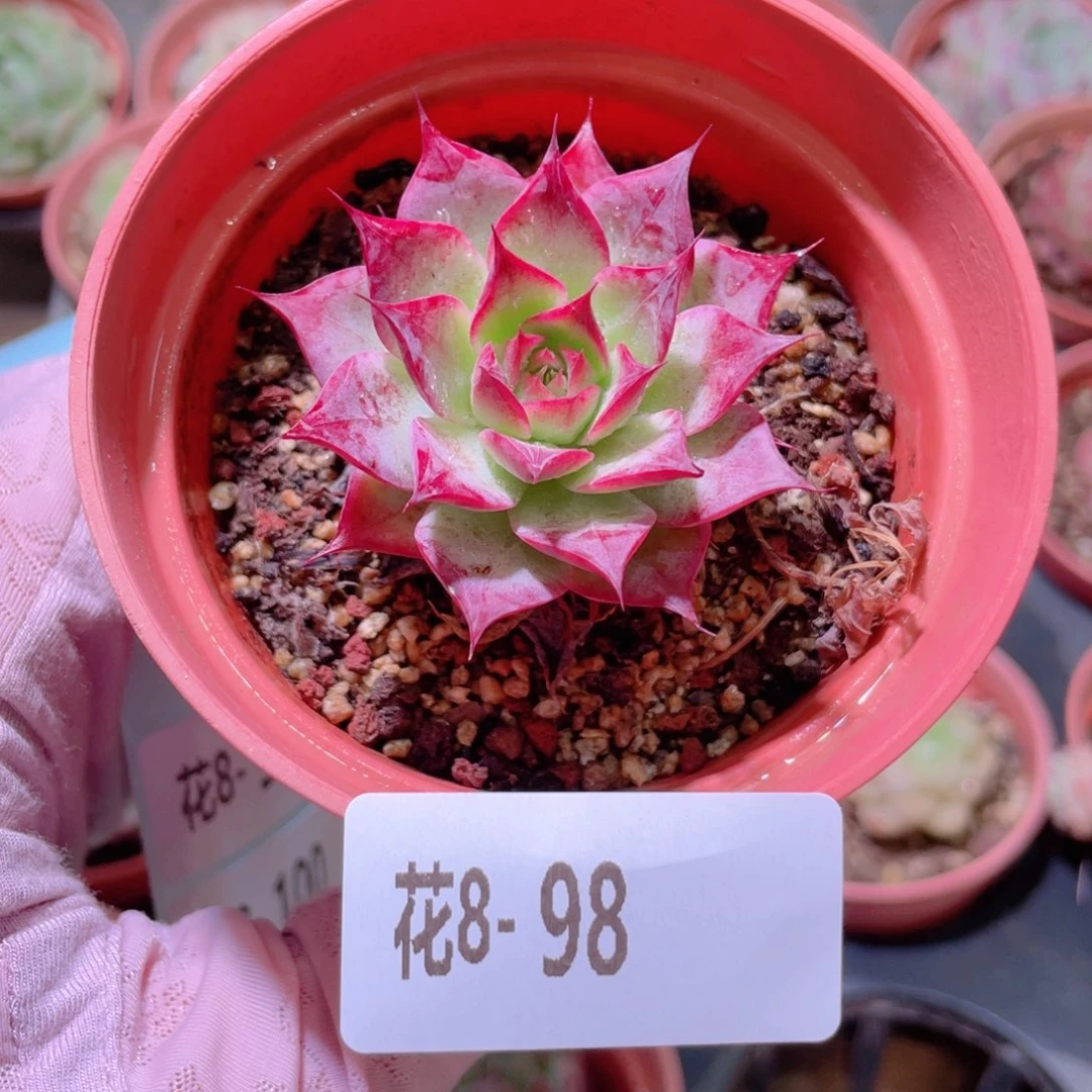 花利美8-98小海螺