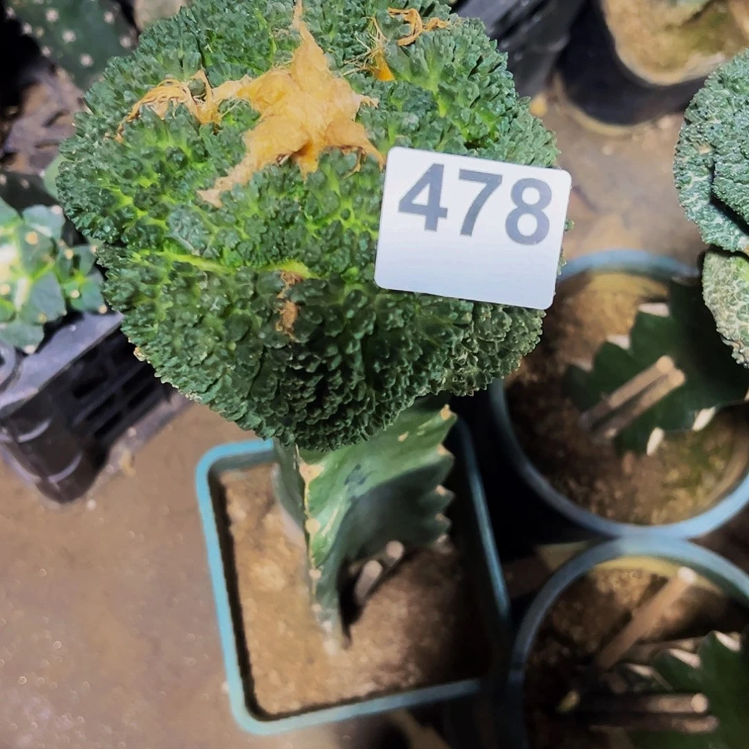 小***胖无花朵福利炸尤哥斯拉牡丹478