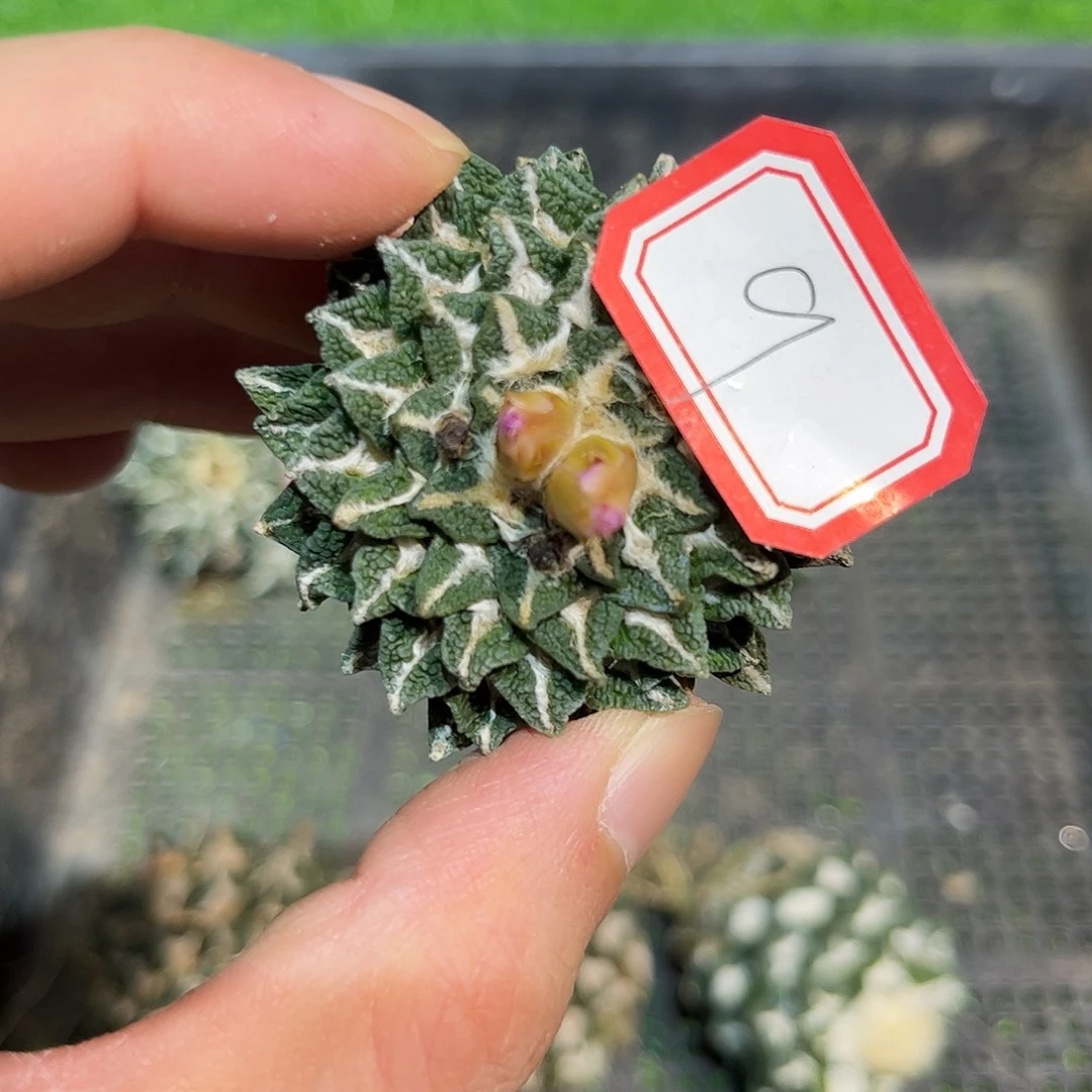 9号咪根福利姬牡丹