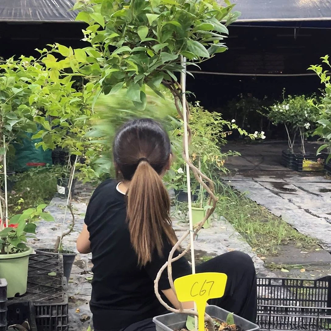 当前无花栽培后可以开花冬*C67金发