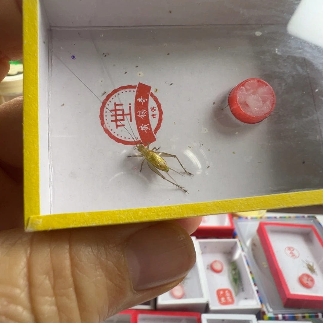 蟋蟀一只黄老师长须冬黄