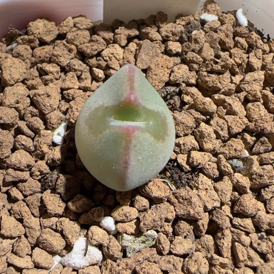 肉锥多肉植物百科-ap空蝉1556