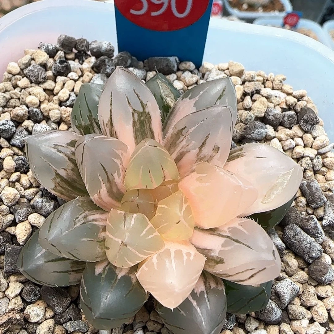 390号OM玉露锦5.4左右一物一拍带盆土