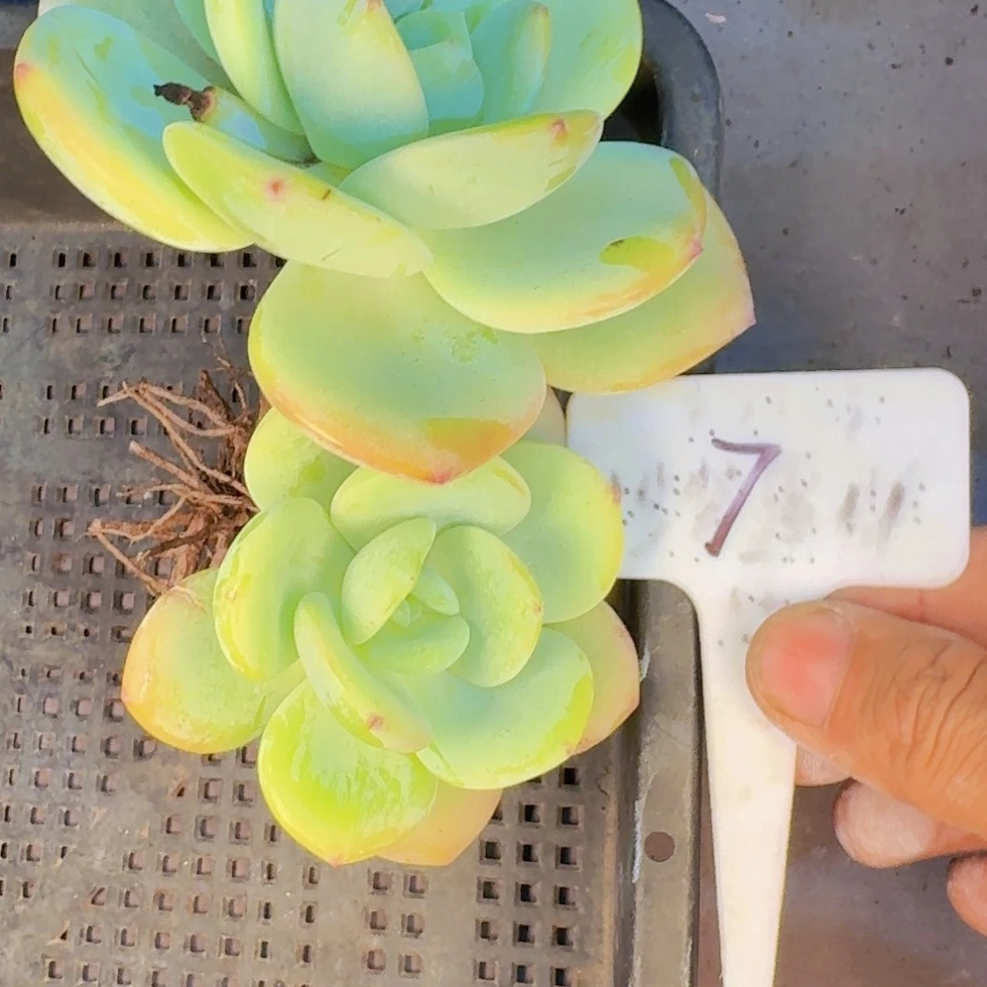 多肉葡萄的味道真的是