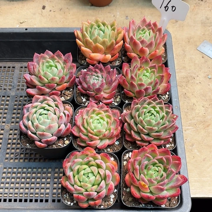 多肉植物，东云杂交10棵160
