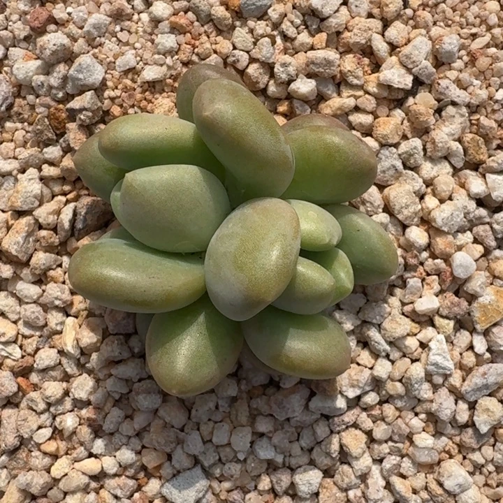 X系列美人新品 一物一拍