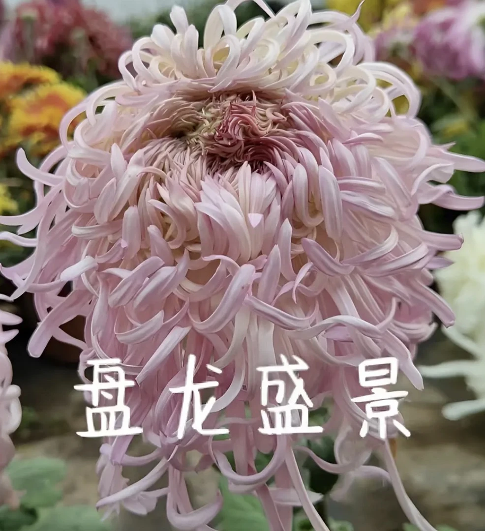 【盘龙盛景】丝菊盆栽大花多年生耐寒好养花卉带花苞发货