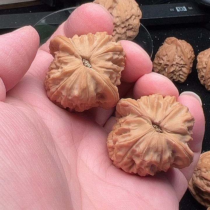 正****文玩核桃把件非嫁接马老四39尺精品