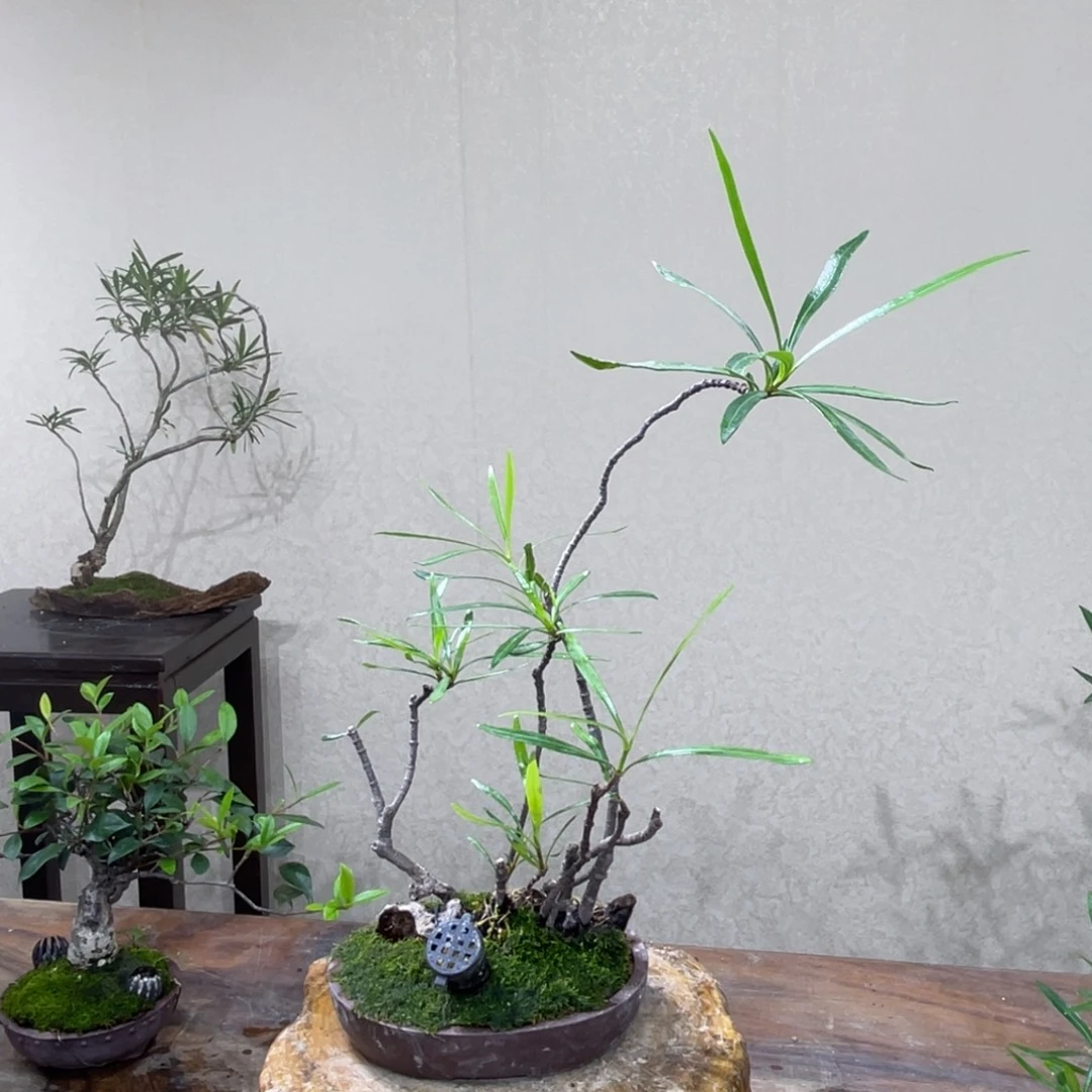 作***样无花朵99987987645434546454545