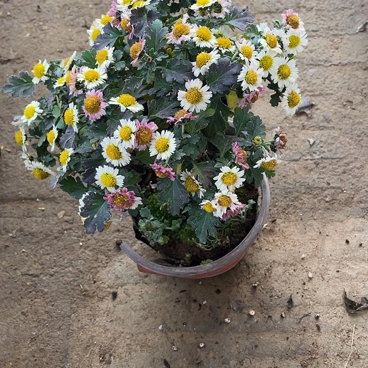 丰***园30菊花菊花计划经济