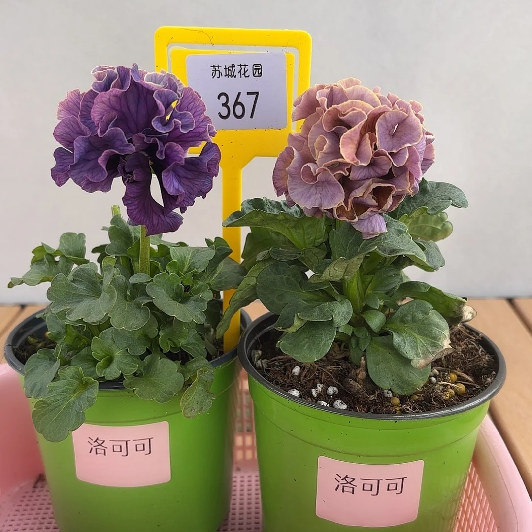 大部分开放少量花苞367