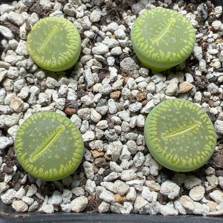 【闪购商品】 725。