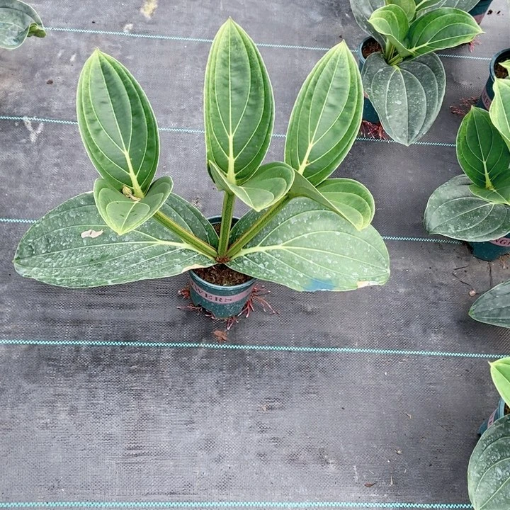 当前无花栽培后可以开花清*