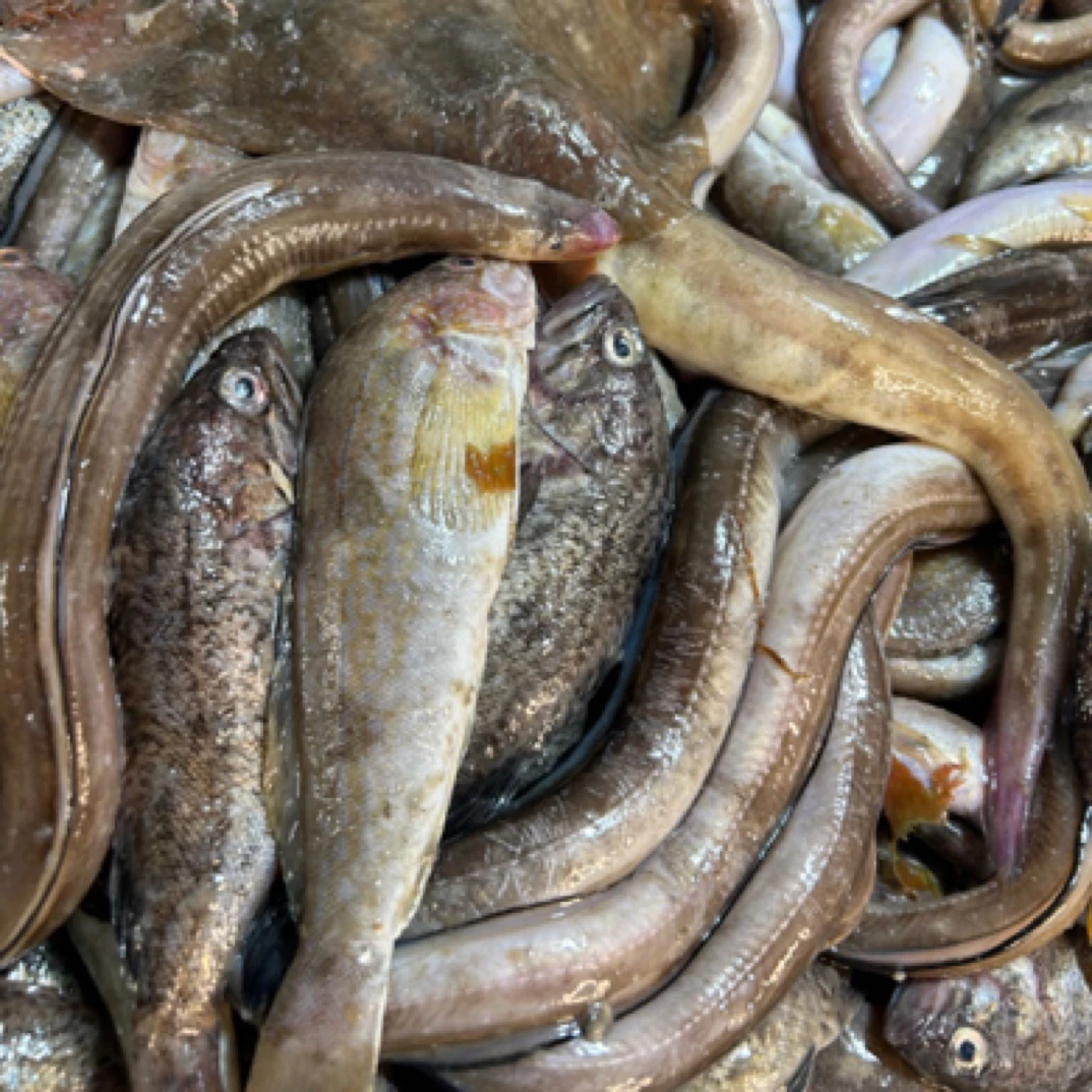 大连野生吊钩小杂伴 四斤