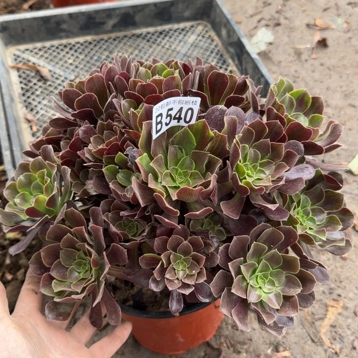 欧诺拉……多肉植物……