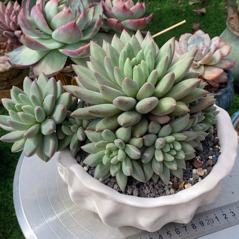 【闪购商品】仙****店多肉植物