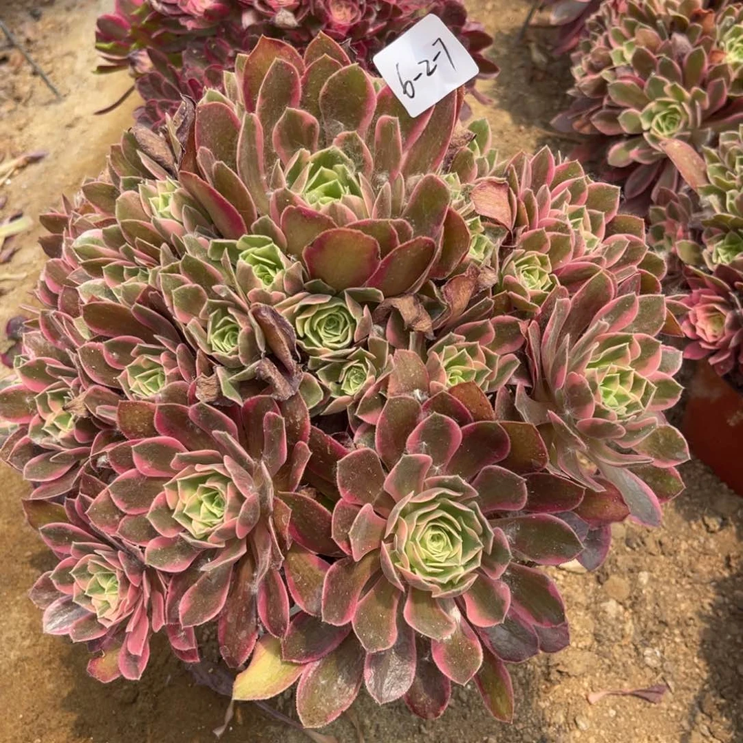 6.2-7女妖手捧多肉