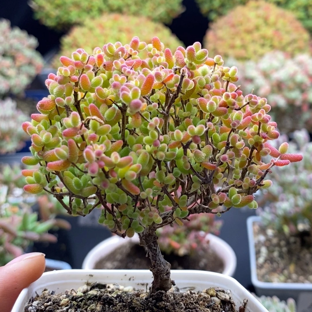 849蜜橘糖球 。