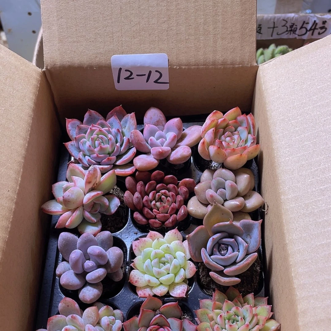 【闪购商品】12颗-12