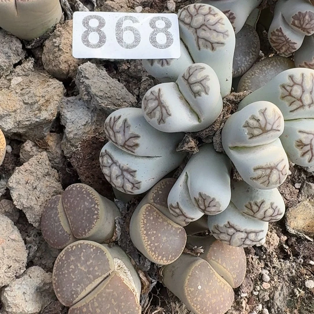 森***＊生石花一物一拍大群868