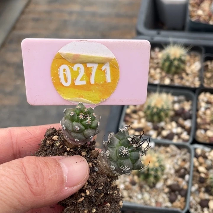 鱼***鱼实生娇丽02710000000