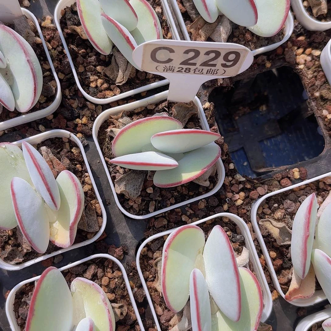 L****段C229白眉一物一拍