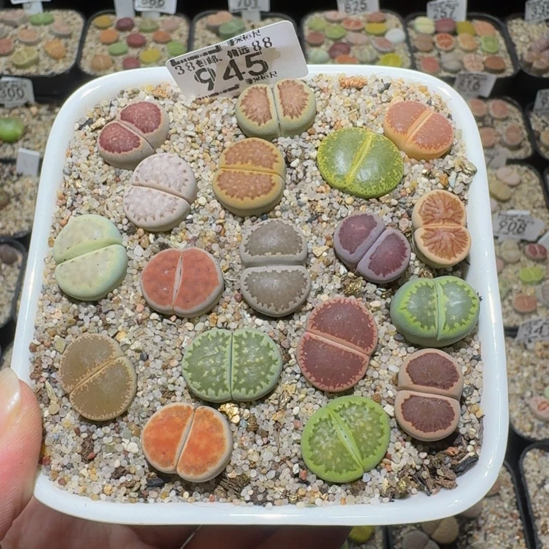 Ssss精品生石花945