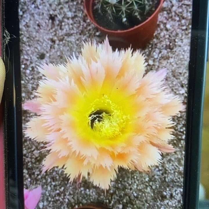 毛花柱嫁接凤羽一号